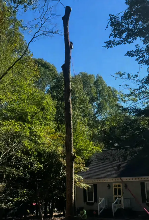 AB Tree Service — photo from the business 3