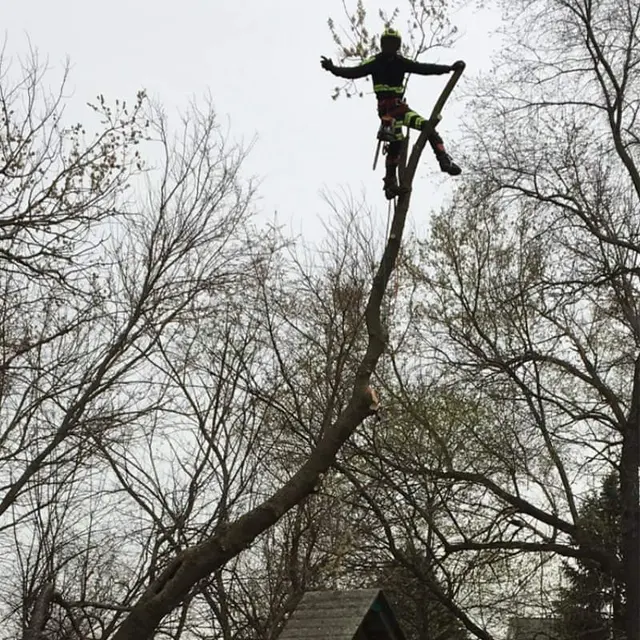 White Pine Tree Service LLC — photo from the business 9