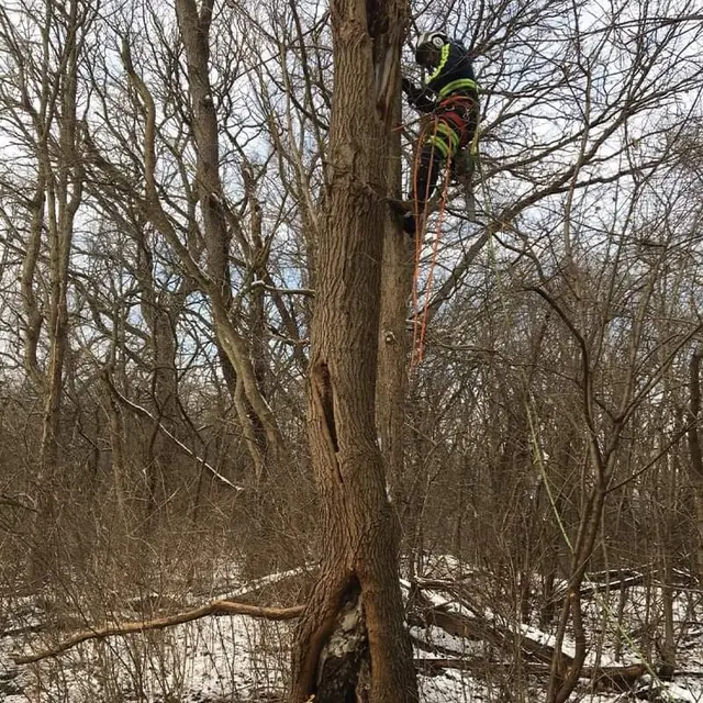 White Pine Tree Service LLC — photo from the business 8