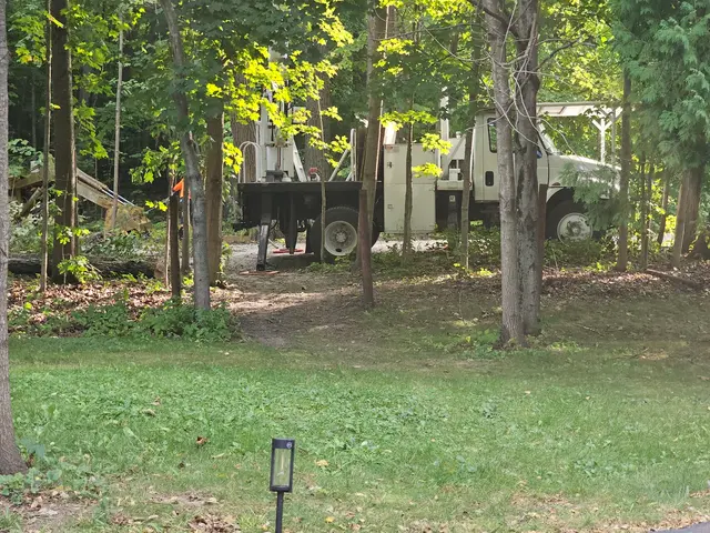 White Pine Tree Service LLC — customer photo 7
