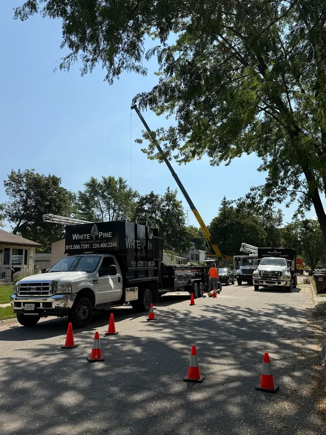 White Pine Tree Service LLC — customer photo 4