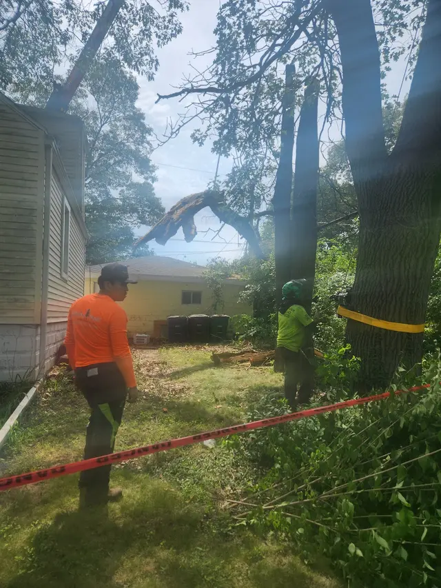 White Pine Tree Service LLC — photo from the business 2