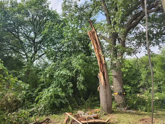 White Pine Tree Service LLC — photo from the business 12