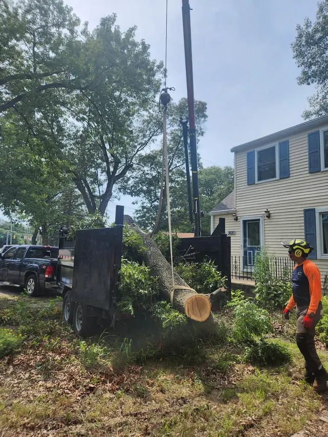 White Pine Tree Service LLC — photo from the business 5