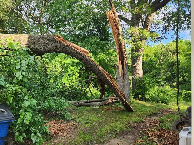 White Pine Tree Service LLC — photo from the business 6