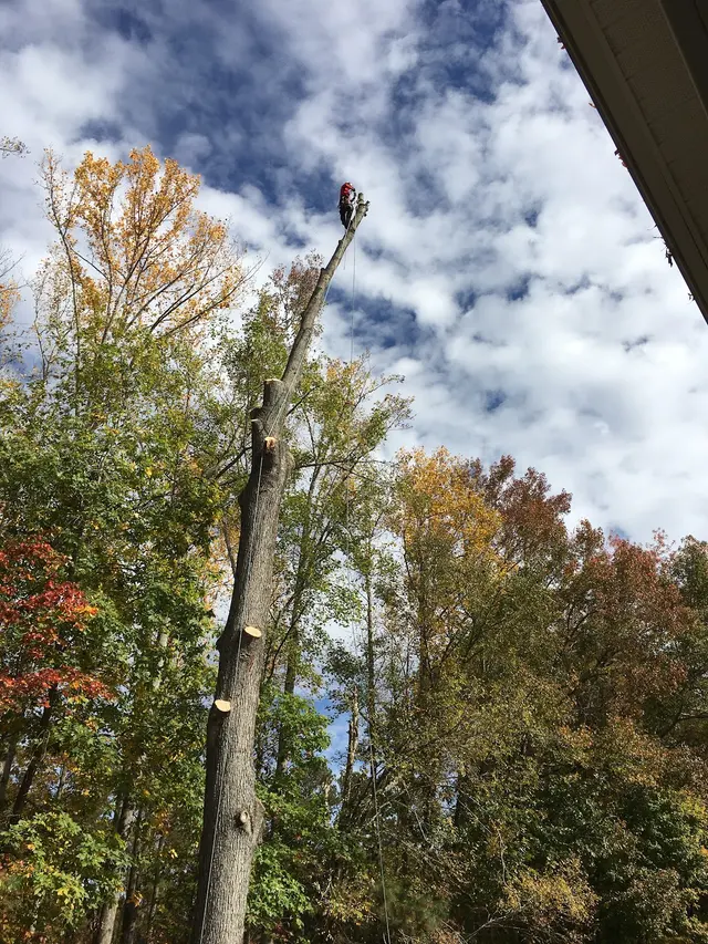 Fredin Tree Service LLC — customer photo 11