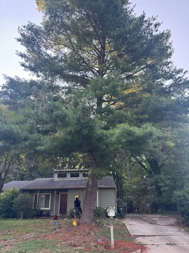 Fredin Tree Service LLC — customer photo 6