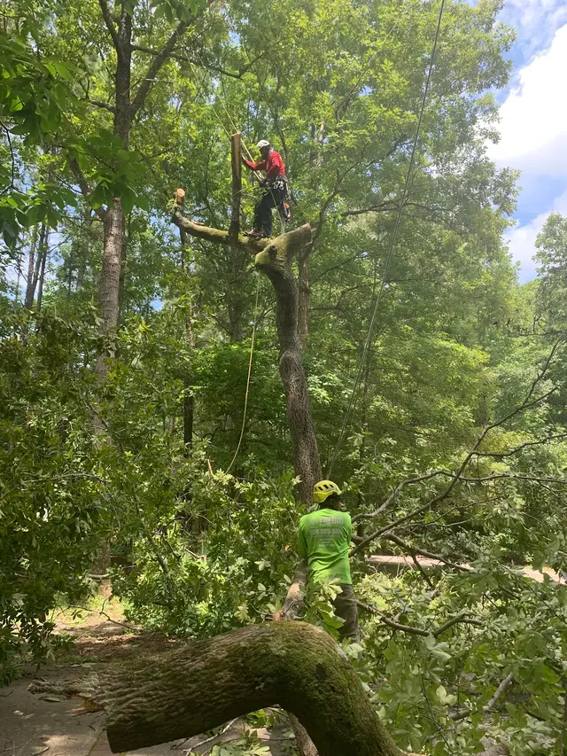 Fredin Tree Service LLC — photo from the business 10