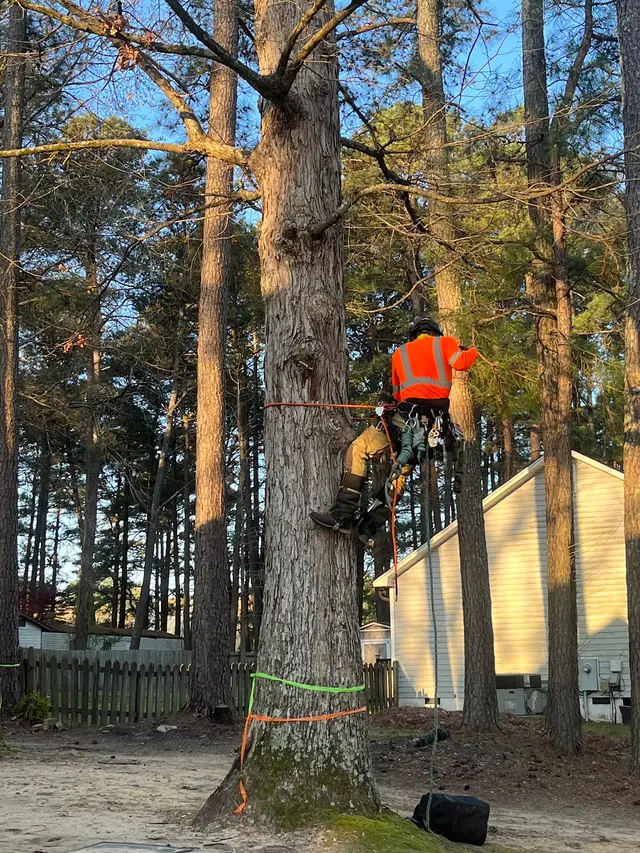 Fredin Tree Service LLC — customer photo 12