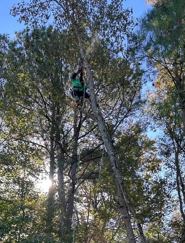 Fonville Tree Service — customer photo 4