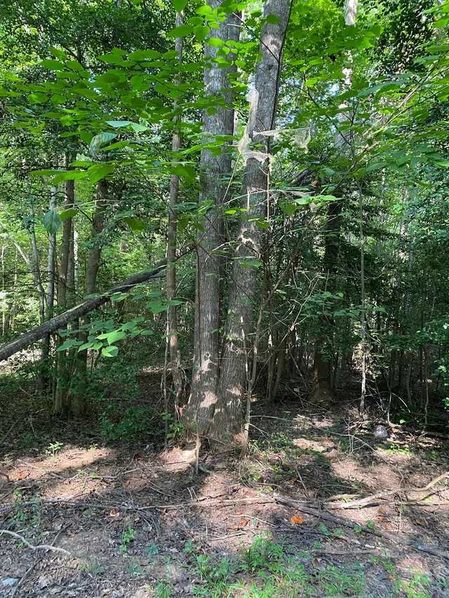 MTJ Tree Removal LLC — customer photo 6