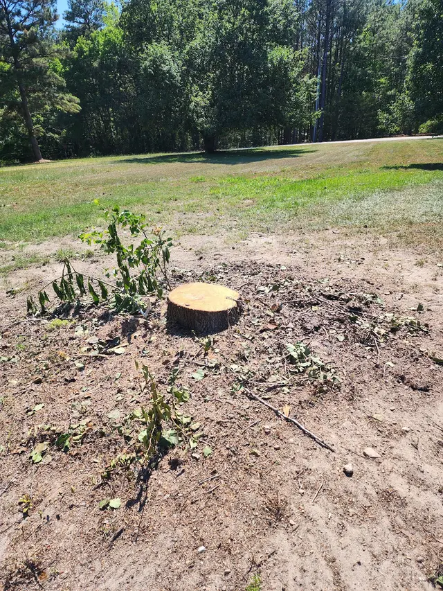 MTJ Tree Removal LLC — customer photo 7