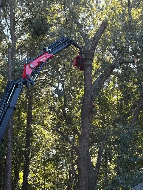Customer photo of work by MTJ Tree Removal LLC, from Gloria Ashe's review
