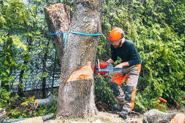 MTJ Tree Removal LLC — photo from the business 9
