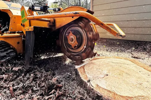 MTJ Tree Removal LLC — photo from the business 11