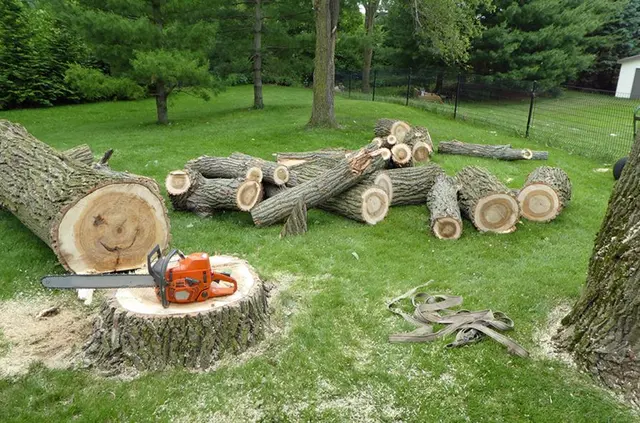 MTJ Tree Removal LLC — photo from the business 10