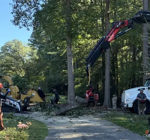 MTJ Tree Removal LLC — customer photo 5