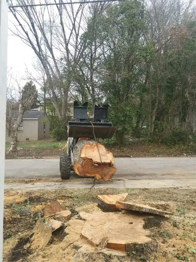 Tree Men Services LLC — customer photo 5