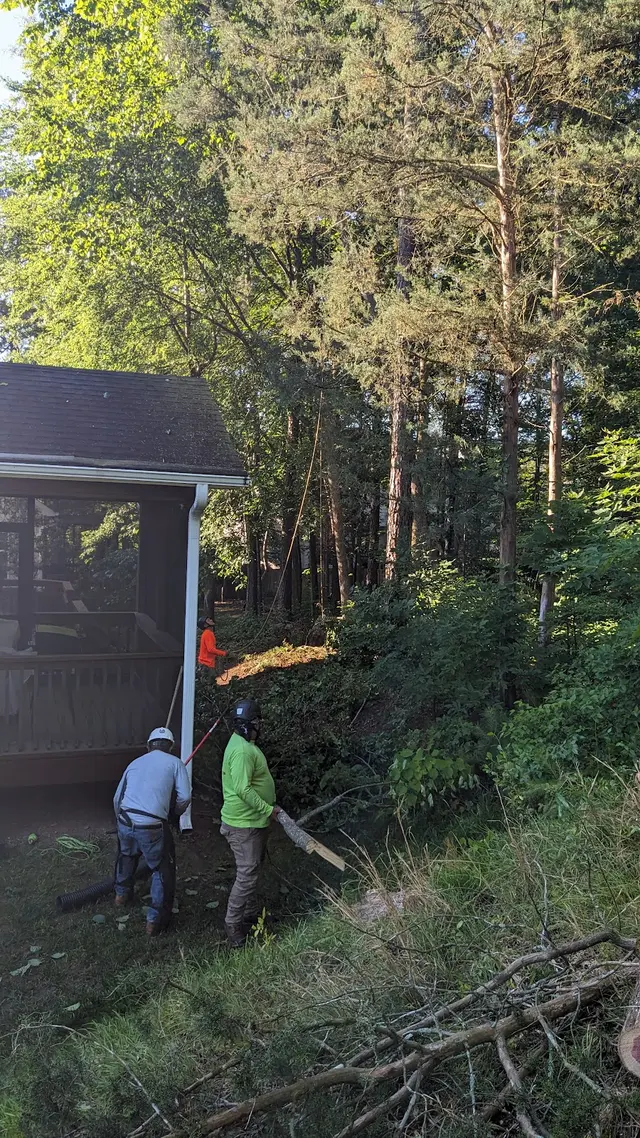 Tree Men Services LLC — customer photo 12