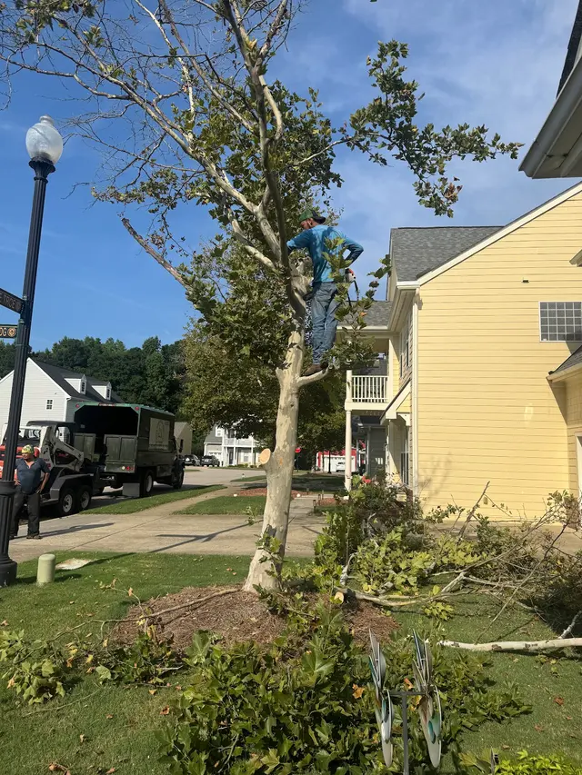 Tree Men Services LLC — customer photo 3