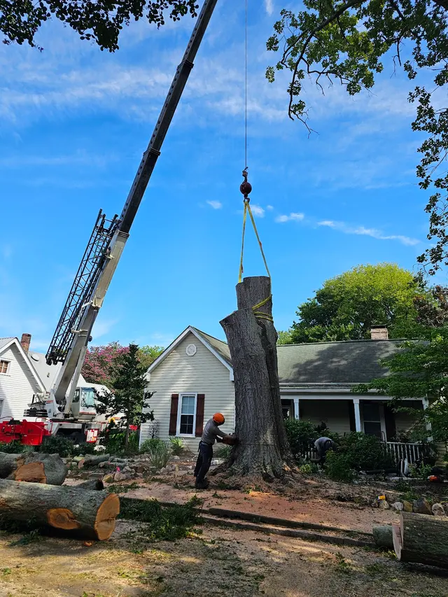 Tree Men Services LLC — photo from the business 2