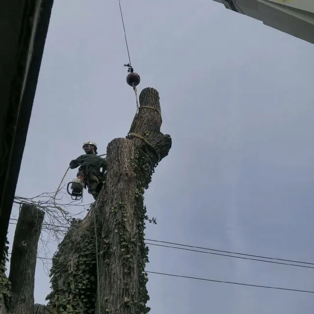 Tree Men Services LLC — photo from the business 1