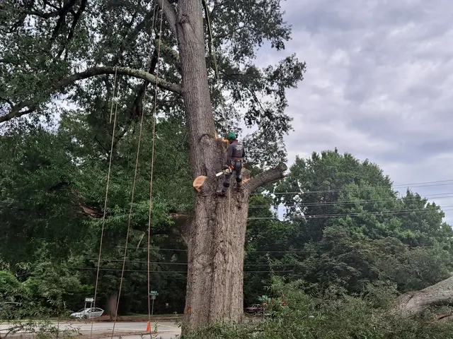 Tree Men Services LLC — photo from the business 8
