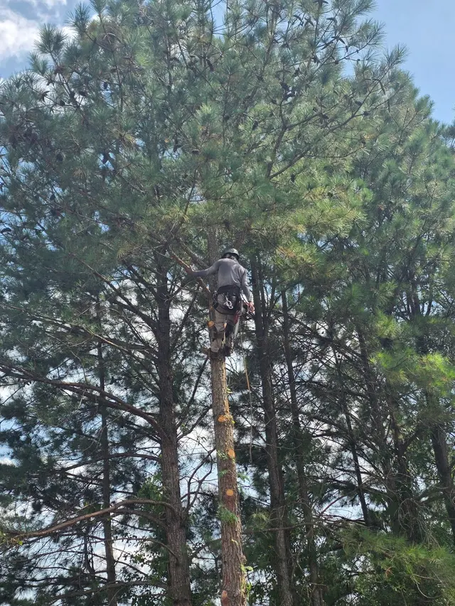 Tree Men Services LLC — customer photo 6