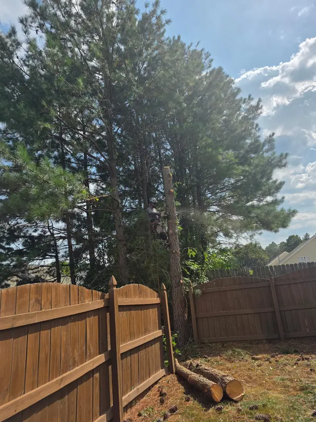 Customer photo of work by Tree Men Services LLC, from Sheva Tate's review