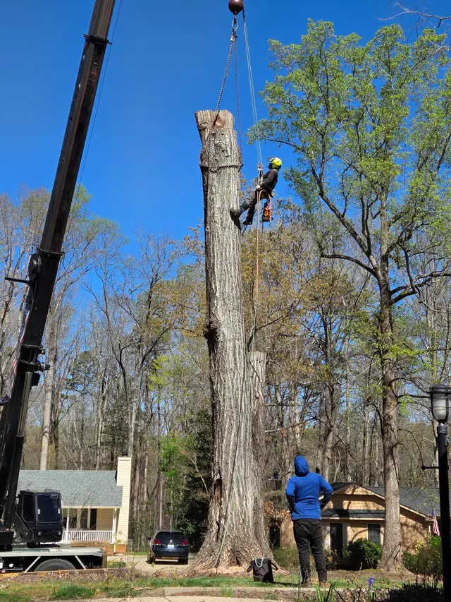 JayBird Tree Service, LLC — customer photo 10