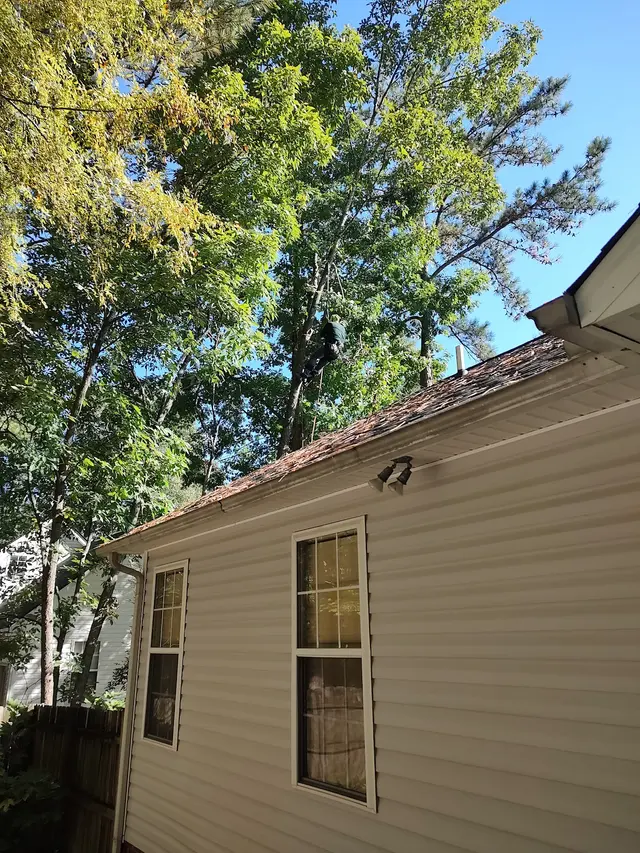JayBird Tree Service, LLC — customer photo 1