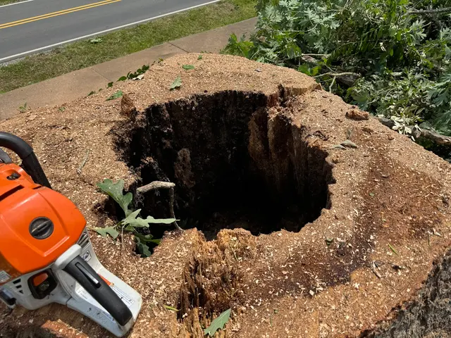 JayBird Tree Service, LLC — customer photo 6