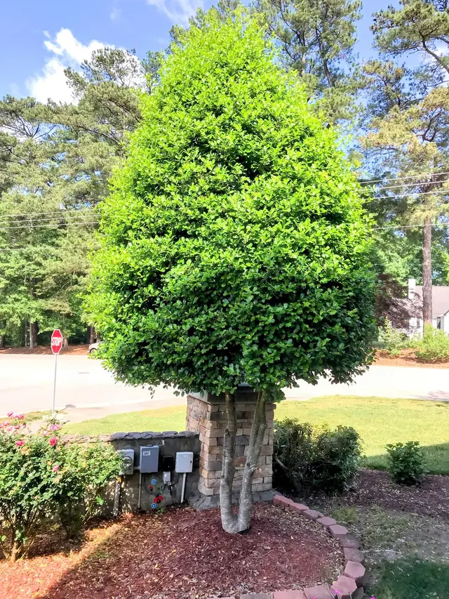 JayBird Tree Service, LLC — customer photo 11