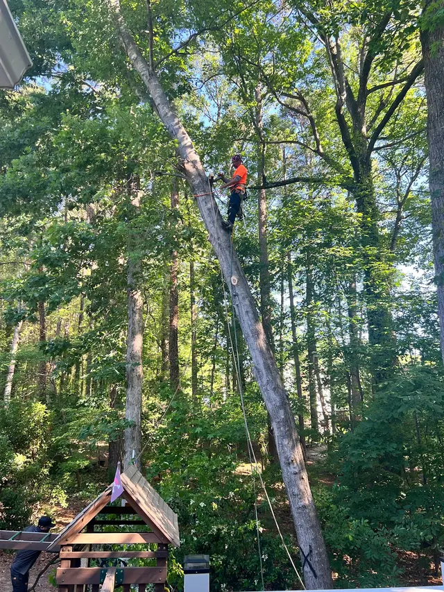 JayBird Tree Service, LLC — customer photo 8