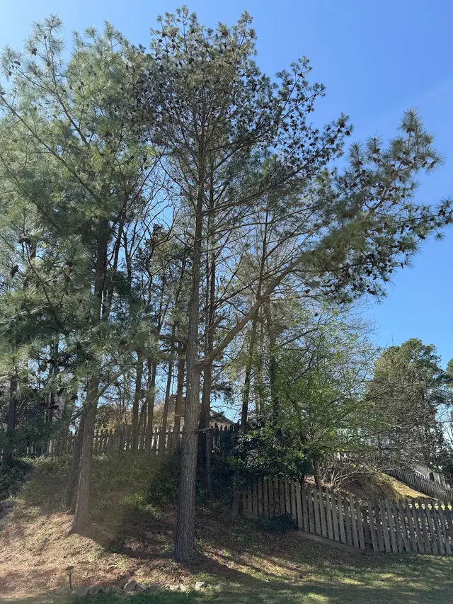 JayBird Tree Service, LLC — customer photo 9