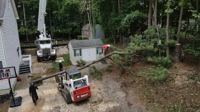 Mr. Beaver Tree Service — photo from the business 10