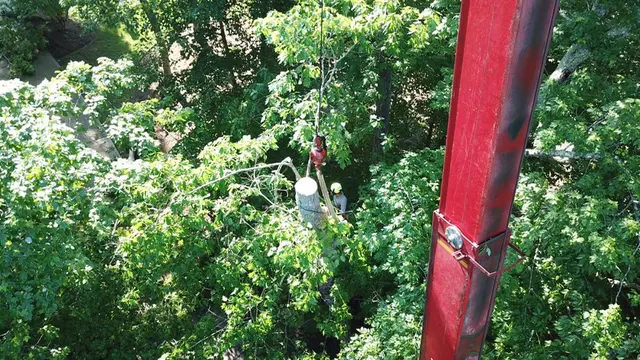 Mr. Beaver Tree Service — photo from the business 9