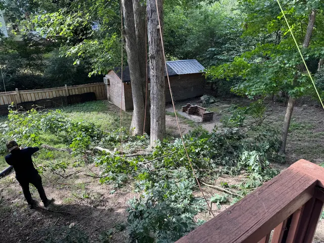 Mr. Beaver Tree Service — customer photo 4