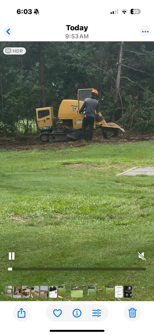 Customer photo of work by Mr. Beaver Tree Service, from kelyn461's review