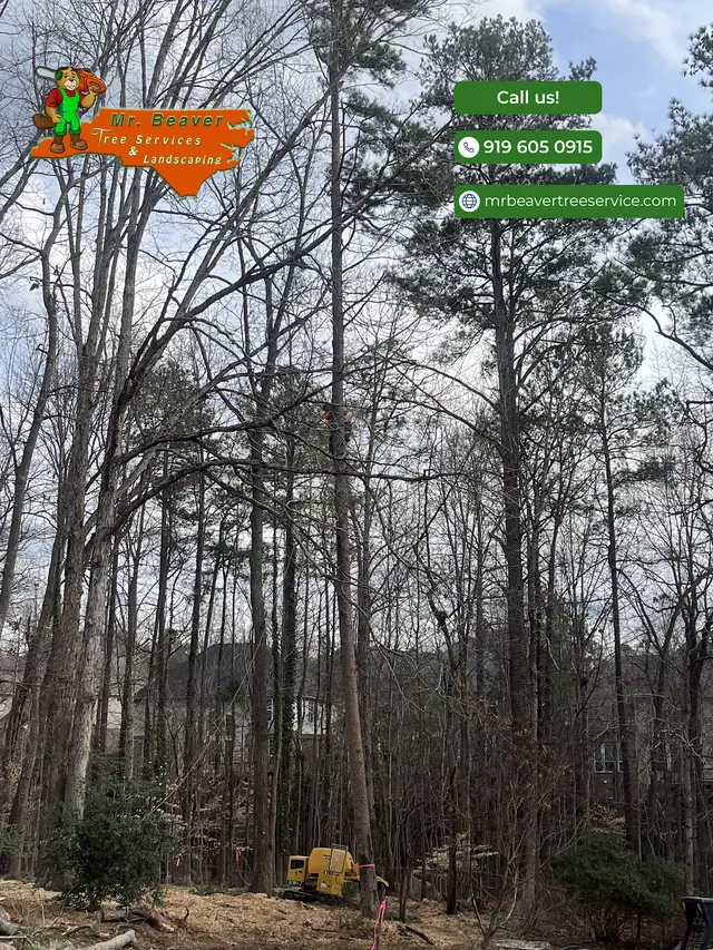 Mr. Beaver Tree Service — photo from the business 5