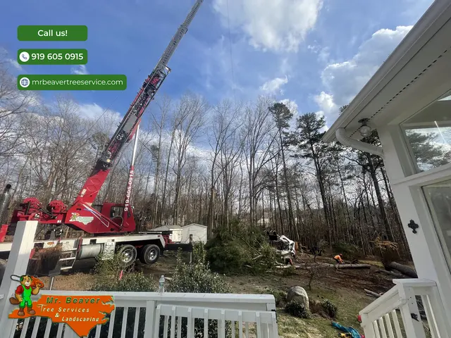 Mr. Beaver Tree Service — photo from the business 6