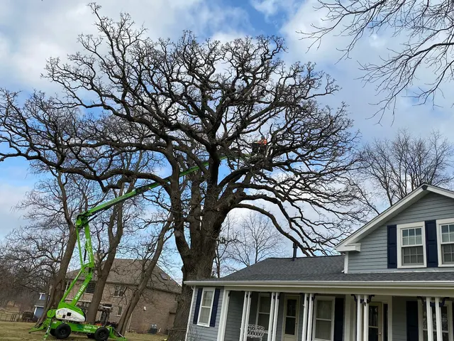 Skyline Tree Service and Landscaping — photo from the business 6