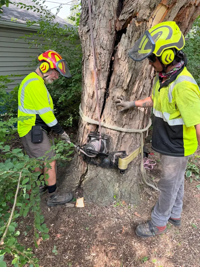 Skyline Tree Service and Landscaping — photo from the business 9