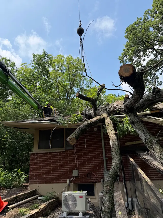 Skyline Tree Service and Landscaping — photo from the business 3