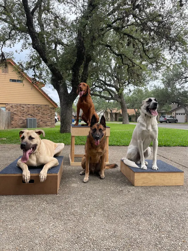 Ivy League Canine Academy — photo from the business 4