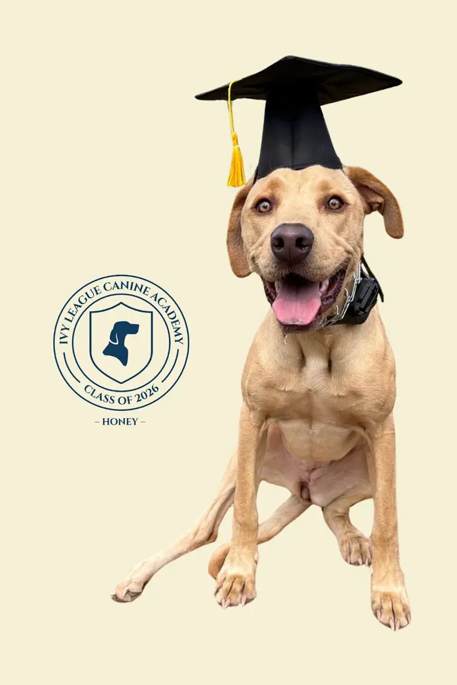 Customer photo of work by Ivy League Canine Academy, from Erica DeHoyos's review
