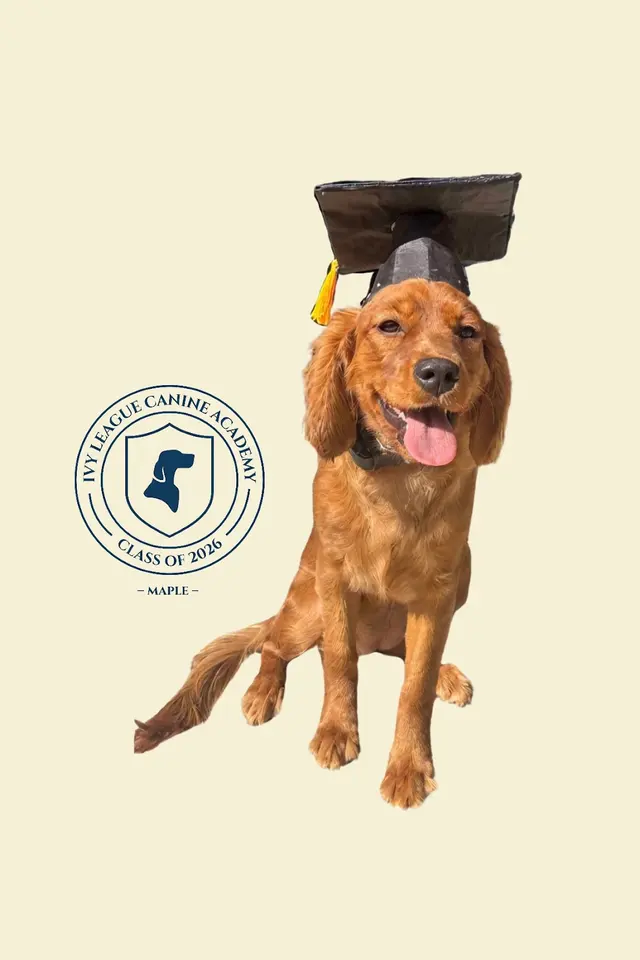 Customer photo of work by Ivy League Canine Academy, from Kari Admire's review