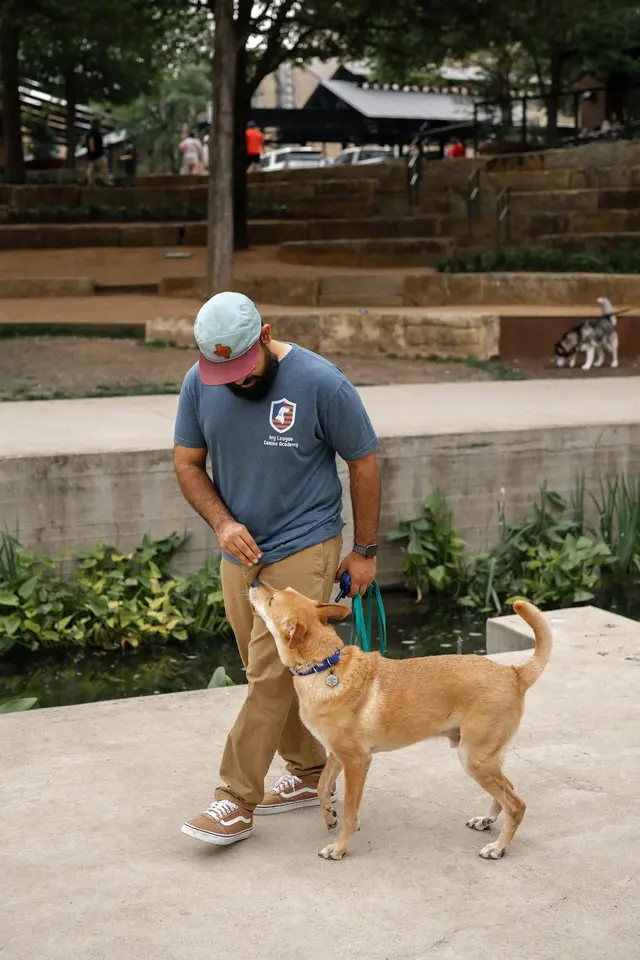 Ivy League Canine Academy — photo from the business 7
