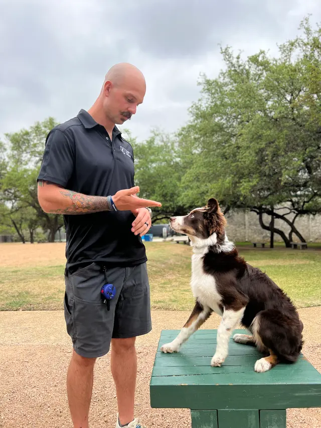 Ivy League Canine Academy — photo from the business 5