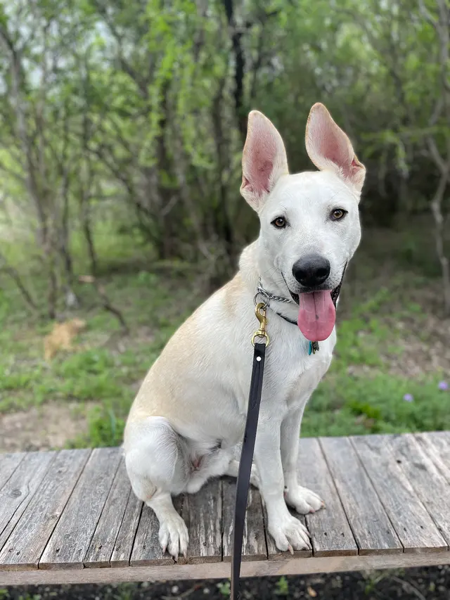 All Around K9 Training — photo from the business 6